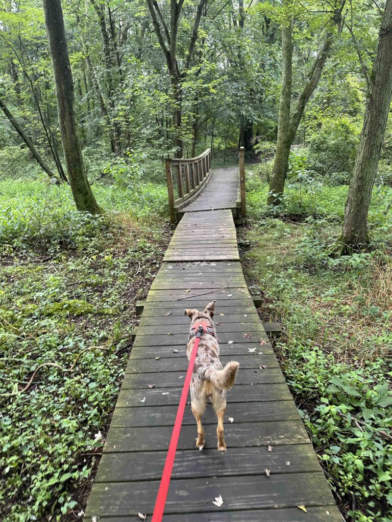 another boardwalk and a bridge