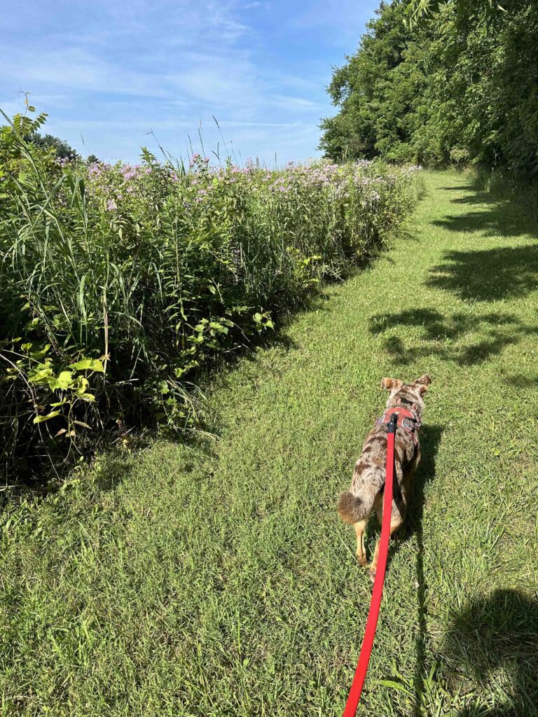 into the field at Delt Church Park