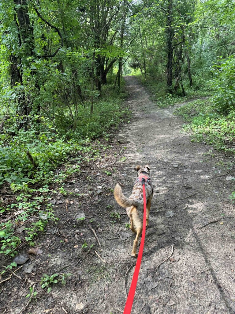 Lake Plumb County Park trail