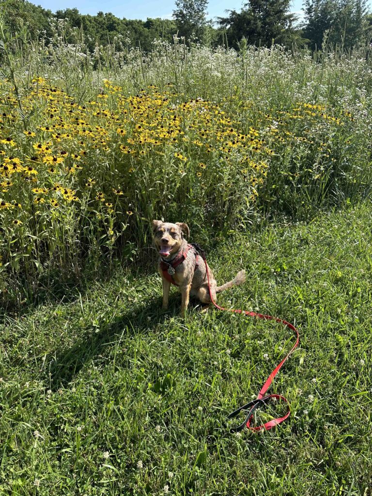 Sunny and the wildflowers