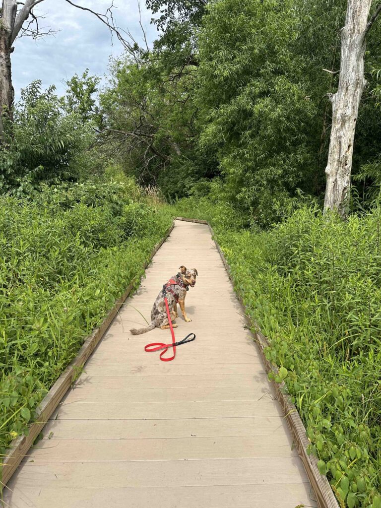 on the board walk