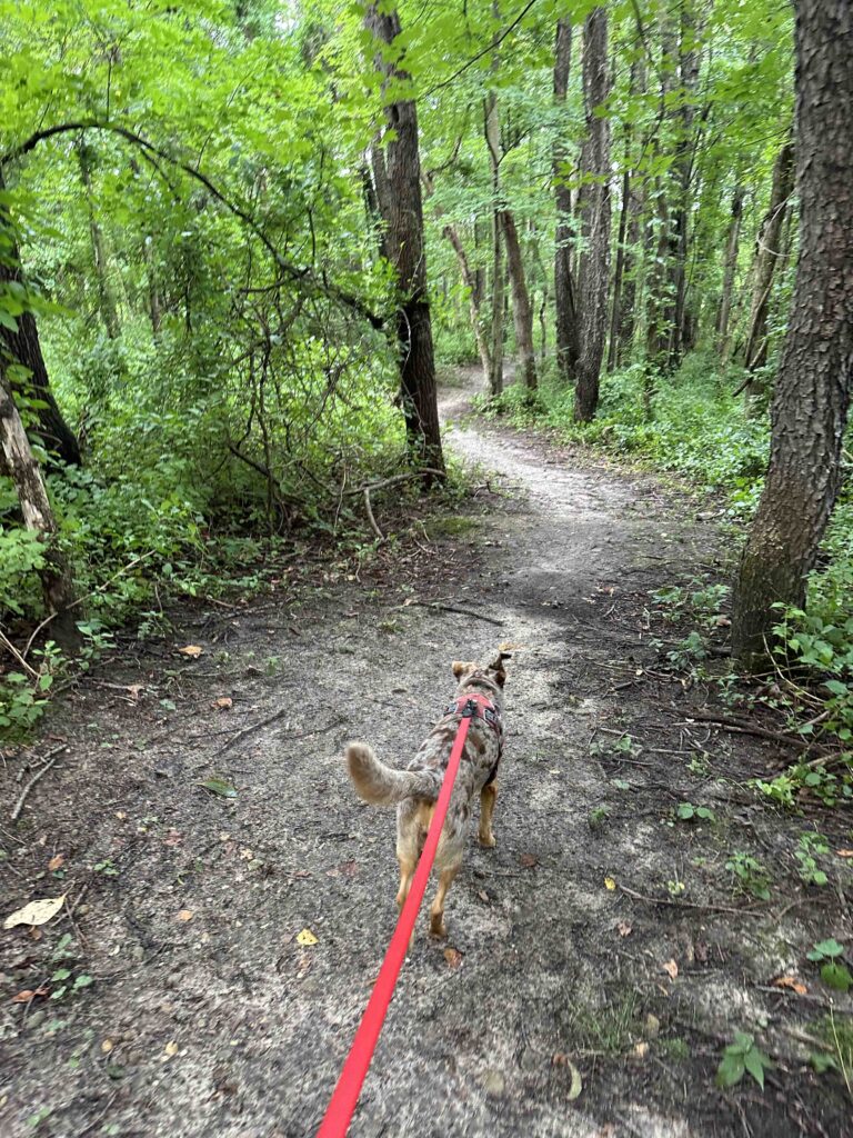 on the trail