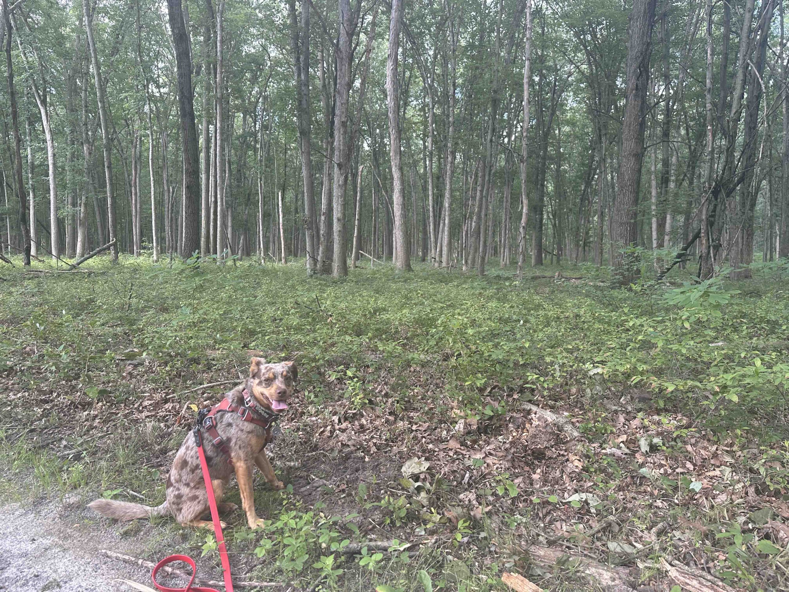 Sunny and the trees at Oak Openings Preserve