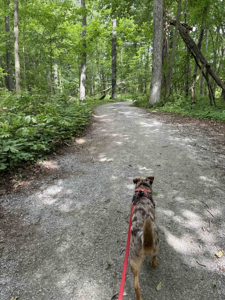 into the woods at Pine Knob County Park