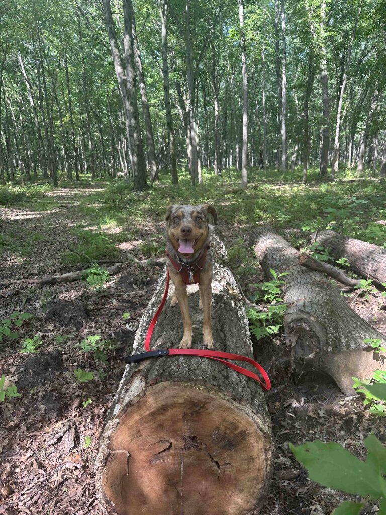 dog on a log