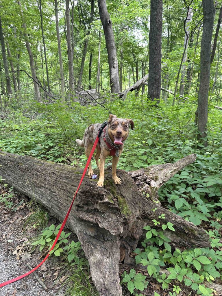 dog on a log