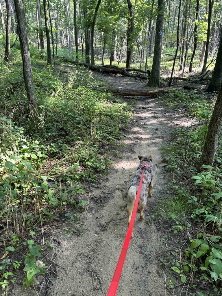 another trail at Plumb Lake County Park