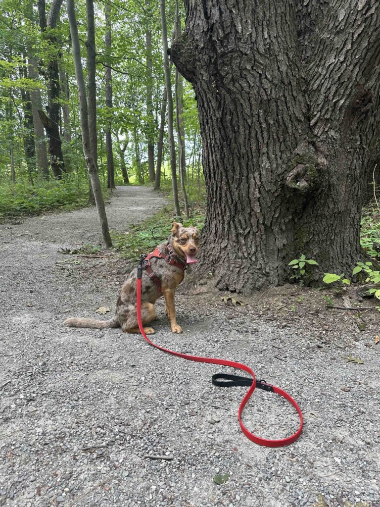 Sunny and a tree