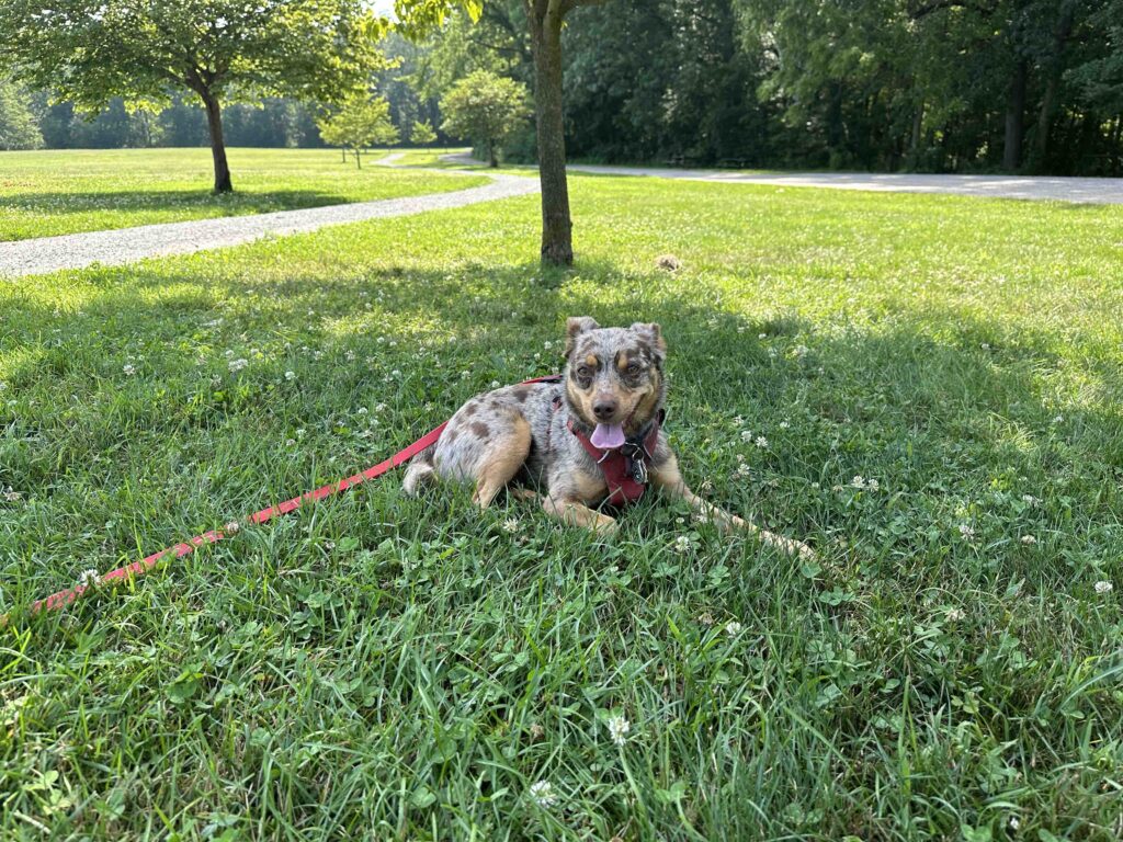 resting in the shade at Delt Church Park