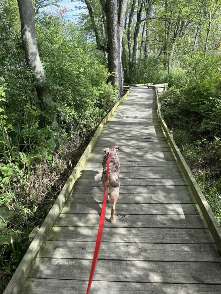 on the board walk