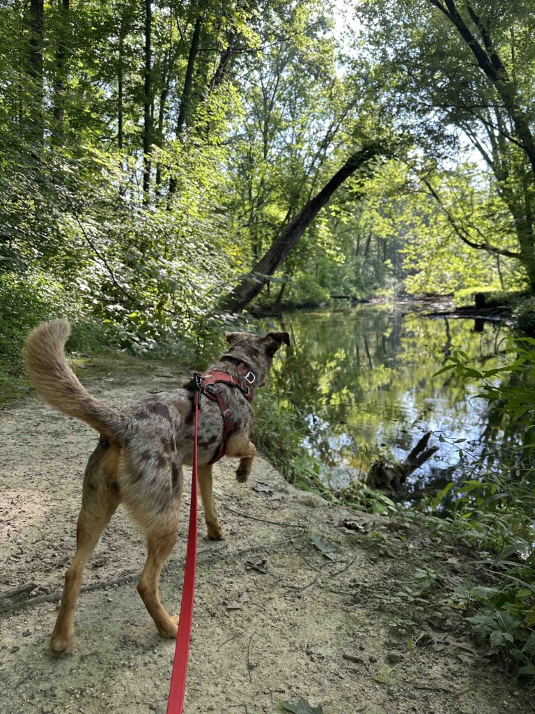 checking out the Elkhart River