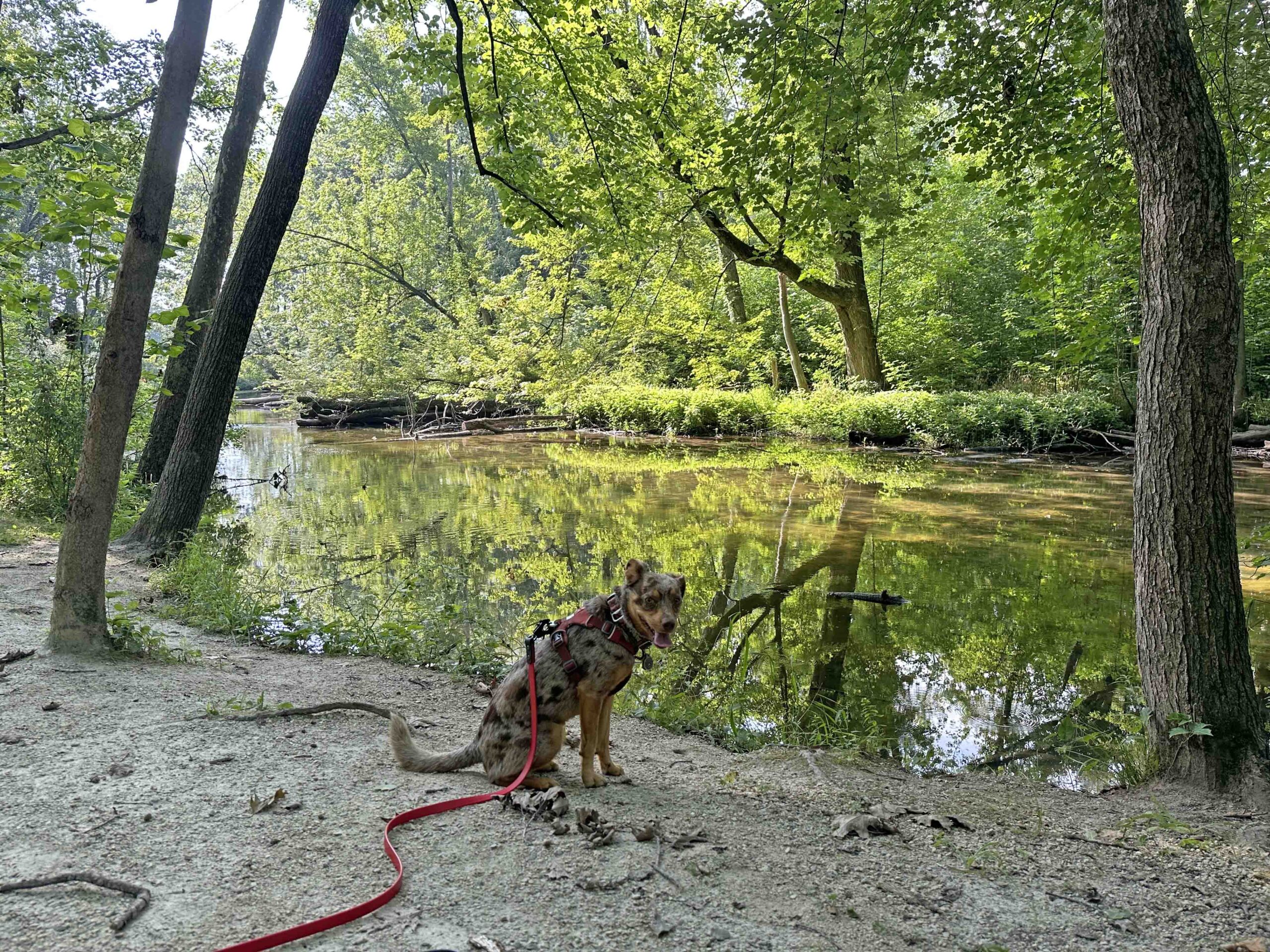 Sunny along the Elkhart River at Delt Church Park