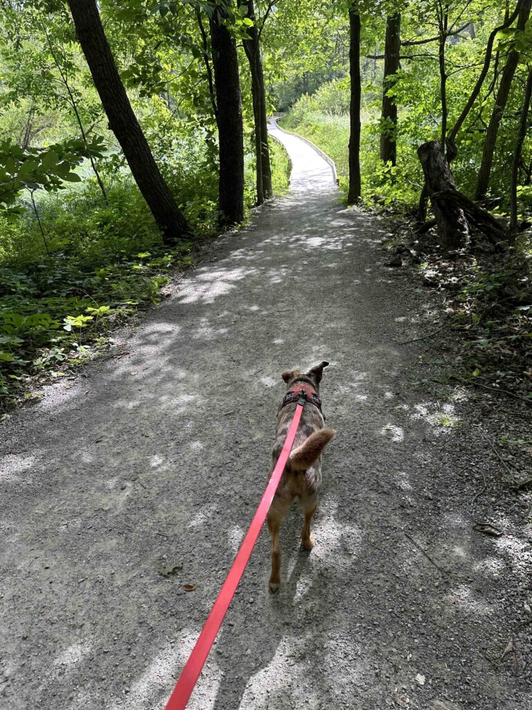 on the trail at Pine Knob County Trail