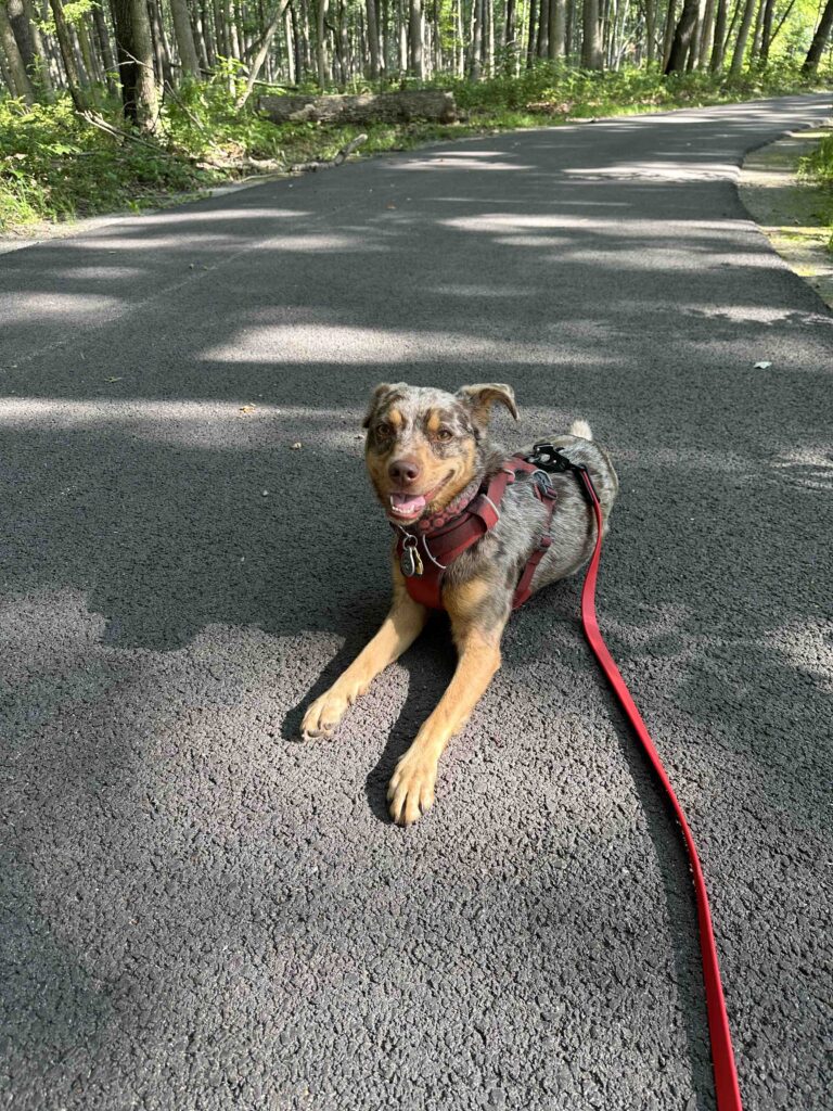 Sunny on the trail