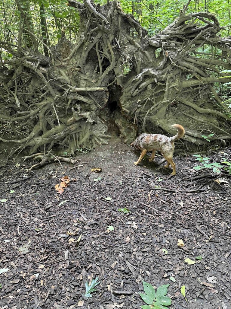 smelly tree root ball