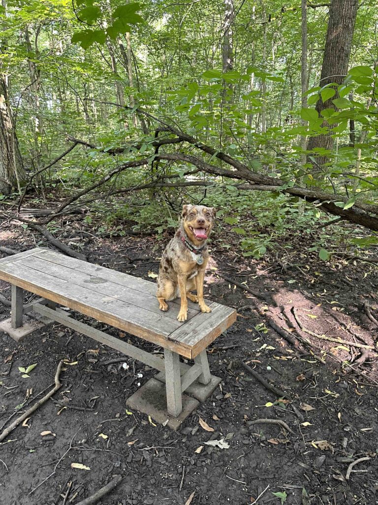 posing on bench at Fido's Forest