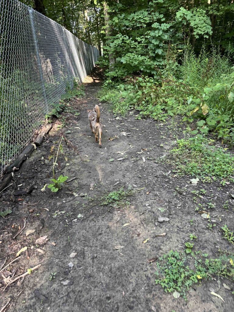 running along the fence