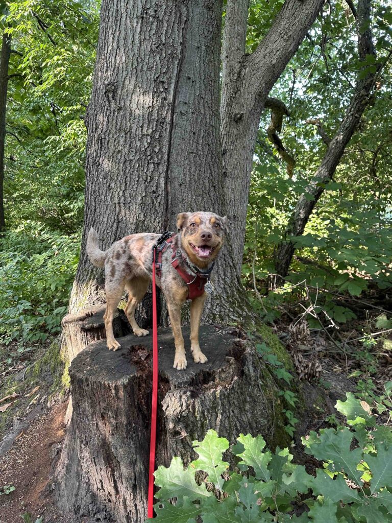 all smiles on the trail