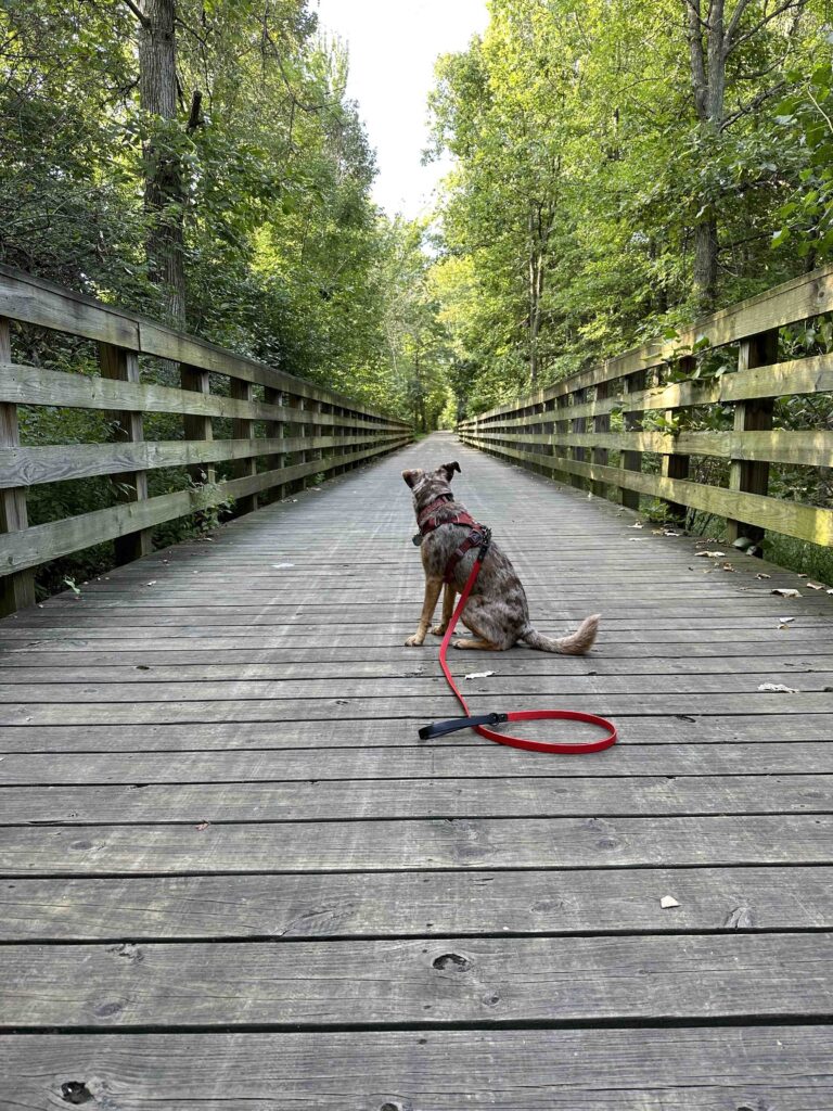 Sunny on the bridge