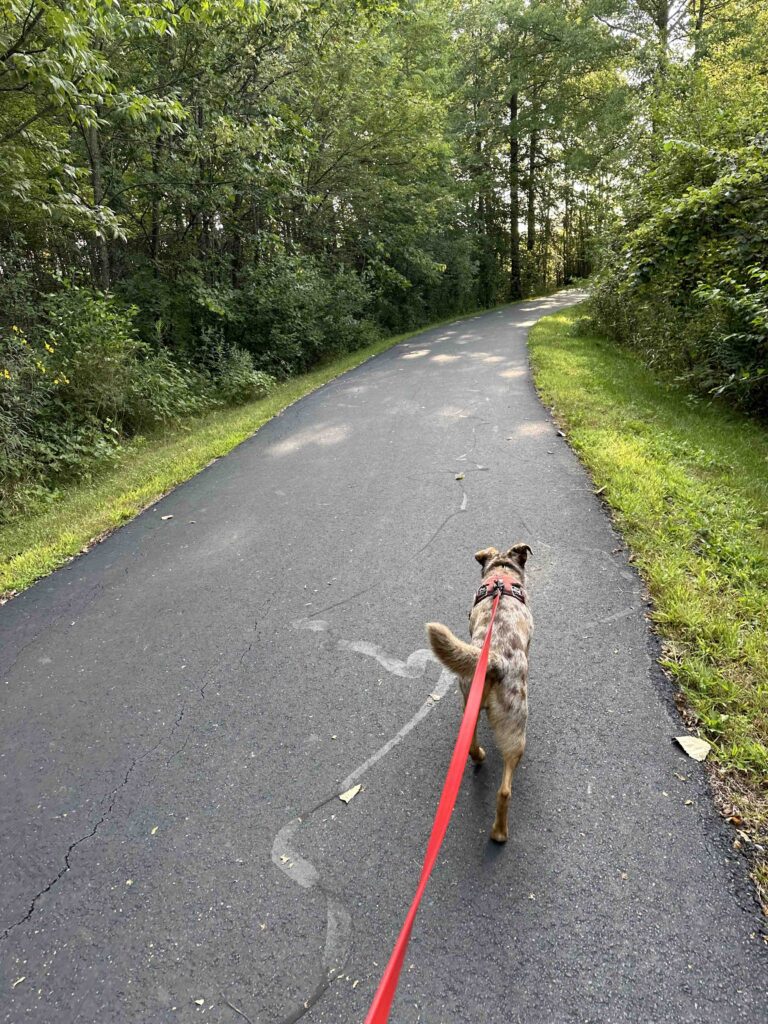 Sunny on the puffer belly trail