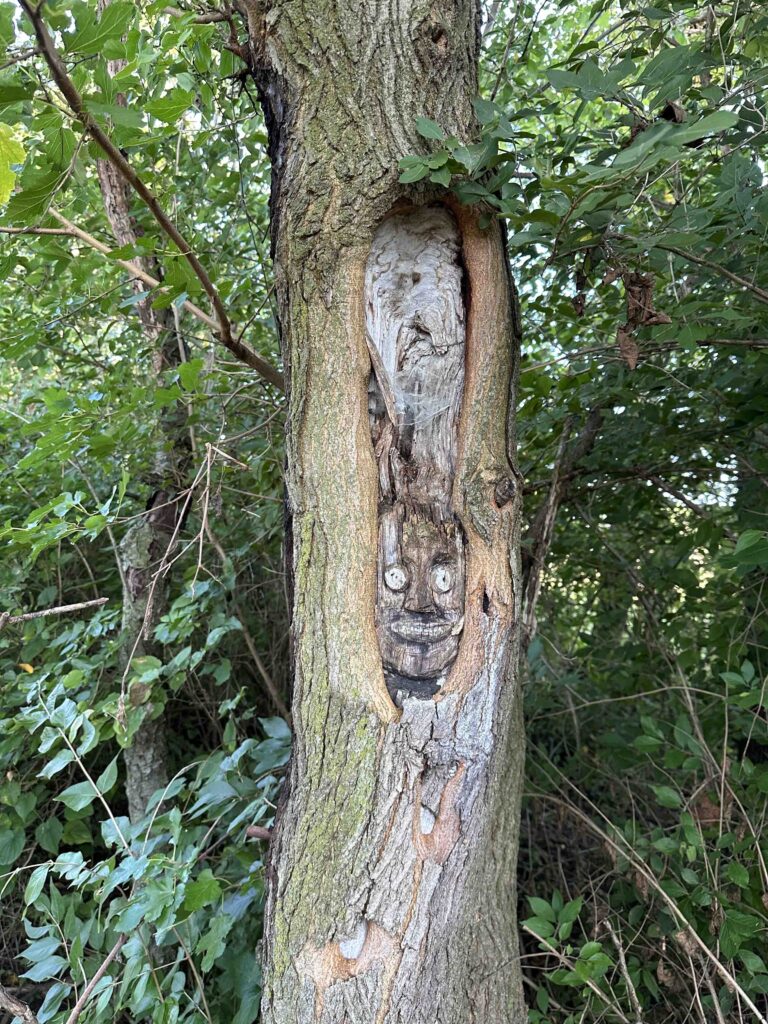 tree face