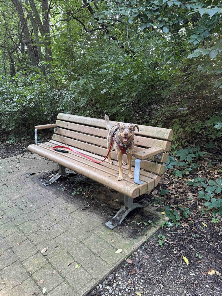 Sunny on the bench