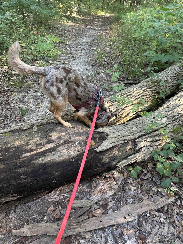 Sunny snooping a tree trunk