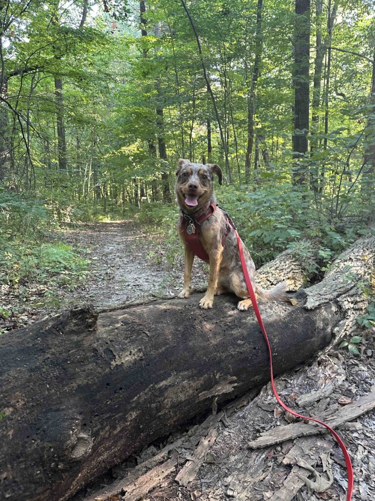 Sunny on a log at Deniston Natural Resource Area