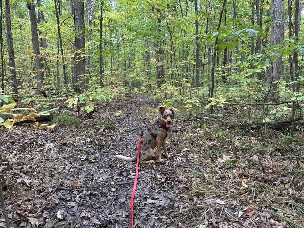 view of the woods at Douglas Woods Nature Preserve