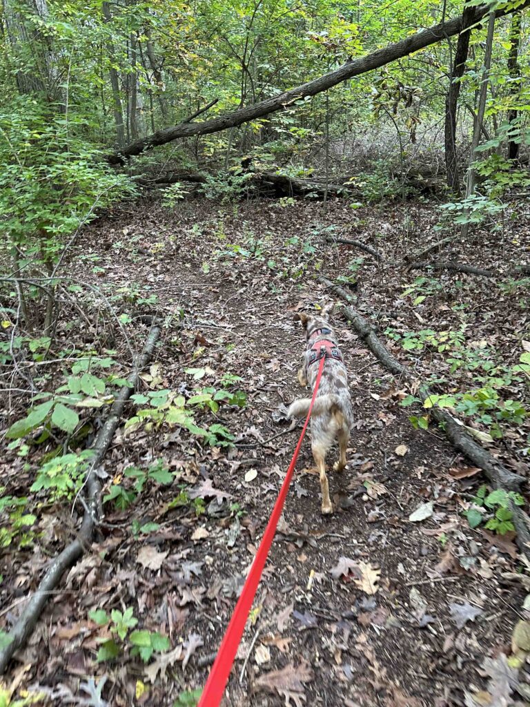 in the woods at Payton County Park