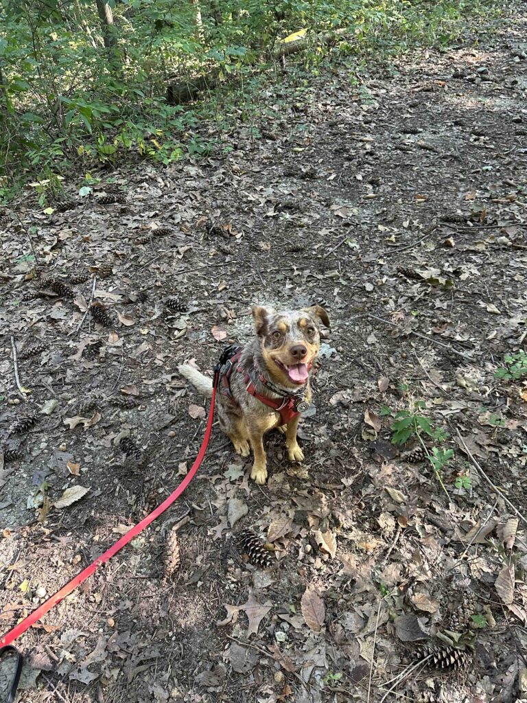 Sunny on the trail