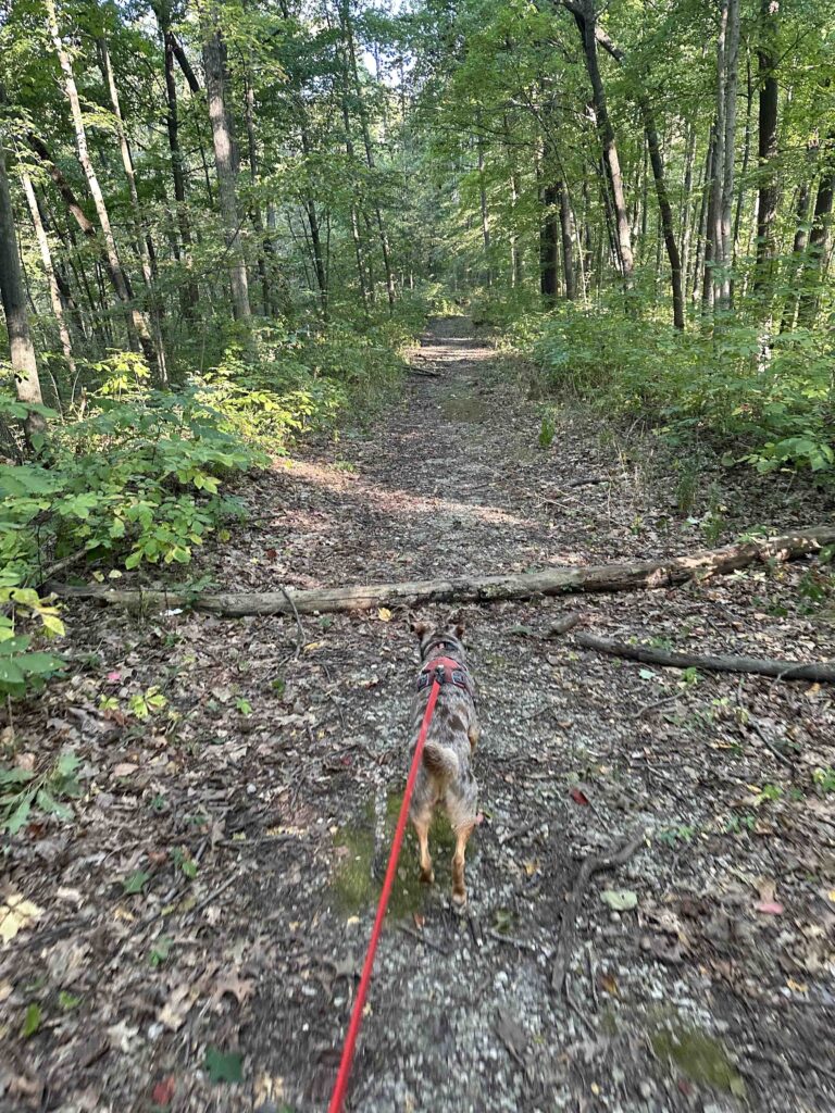 logs on the trail