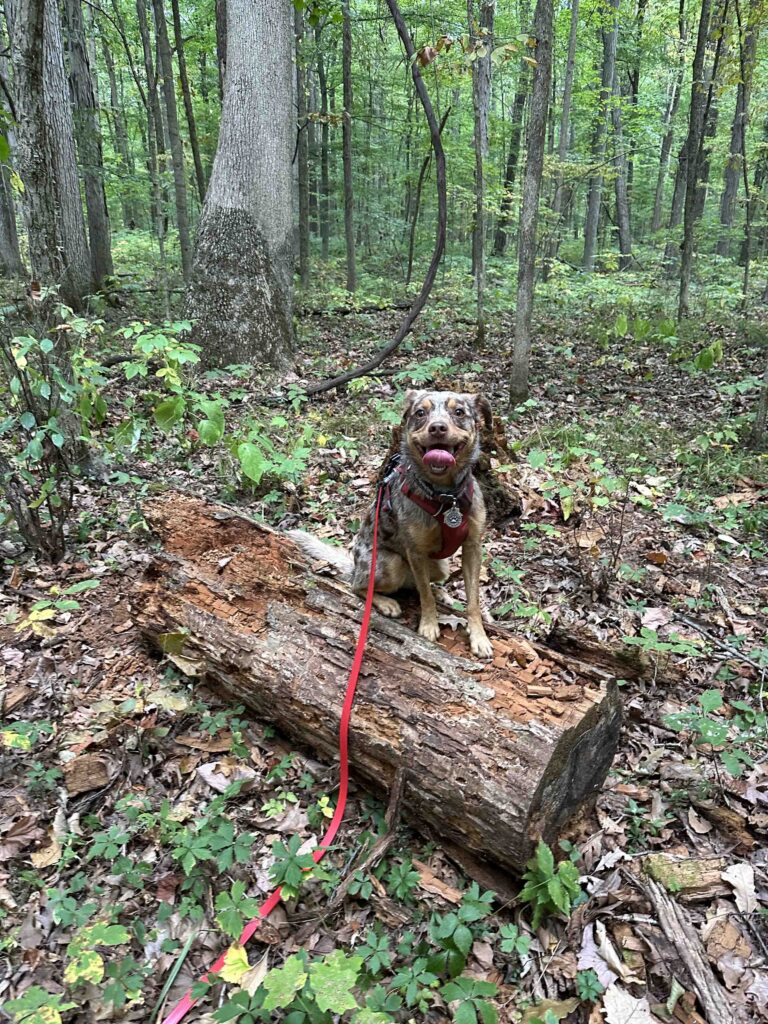 dog on a log