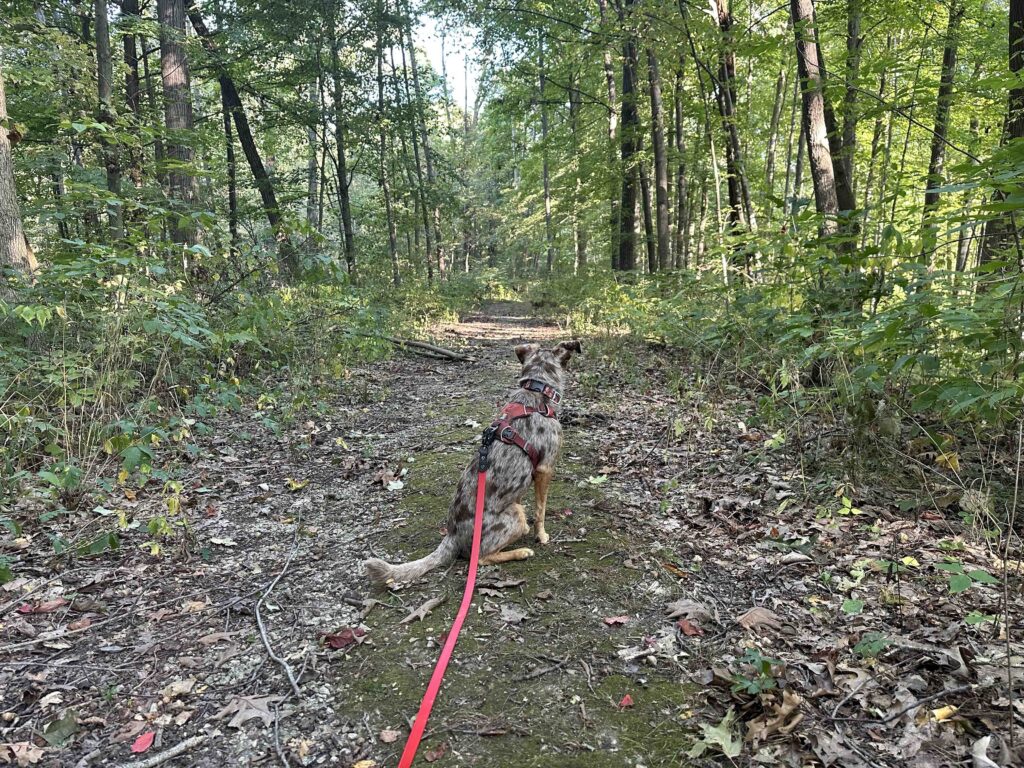 Looking at the forest