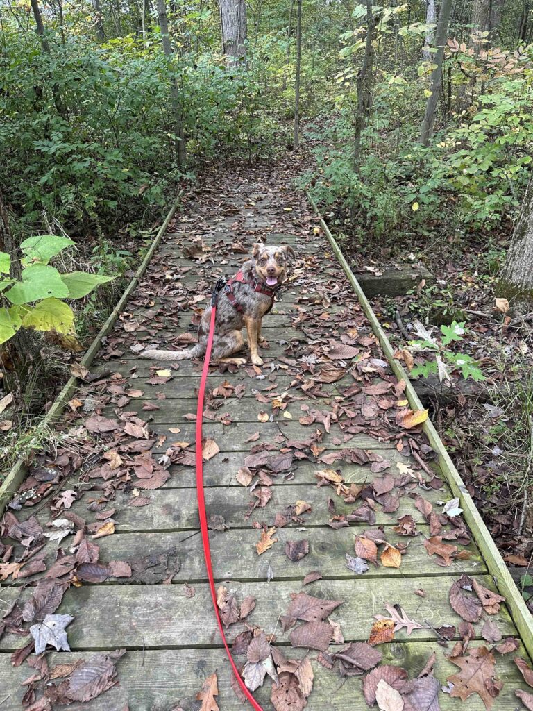 over the bridge at Payton County Park