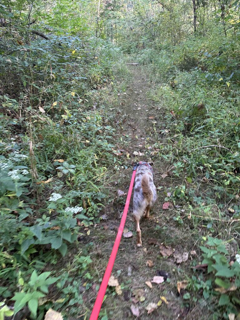 diminishing trail at Deniston Natural Resource Area