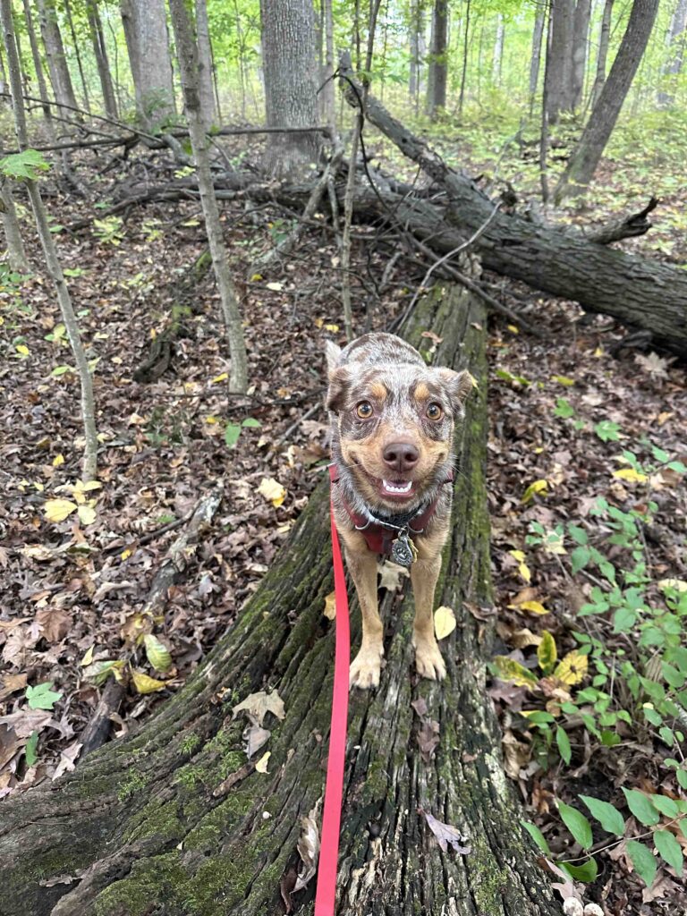 dog on a log