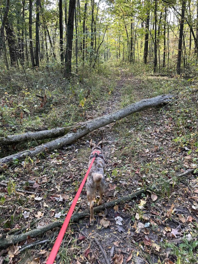 tree down on the trail