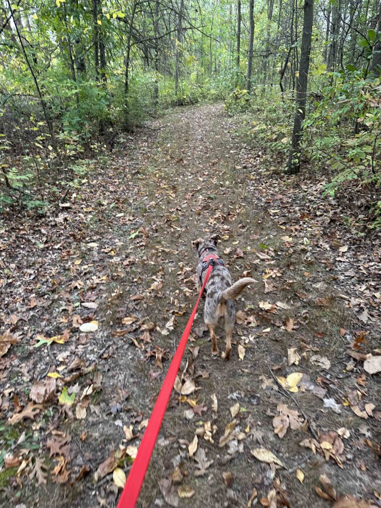 on the trail