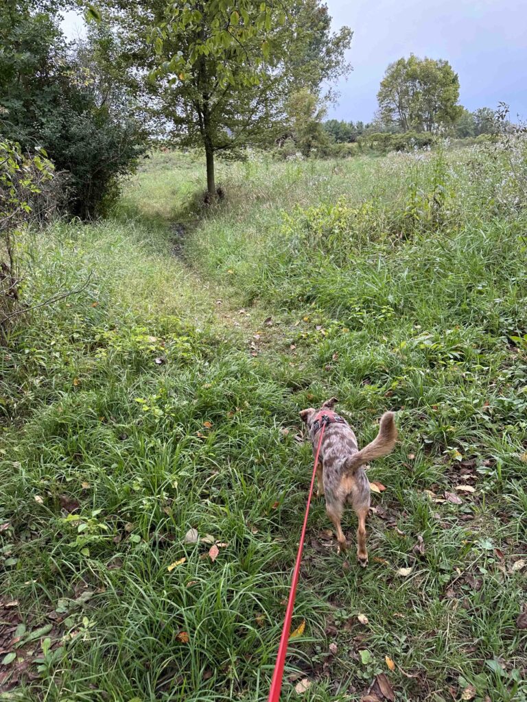 grassy trail