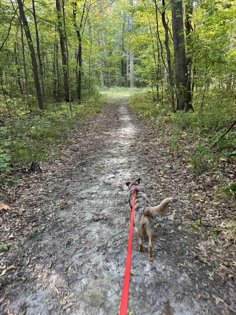 Sunny on the trail