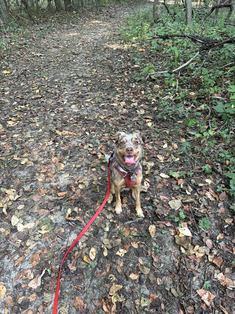 pretty girl and the leaves