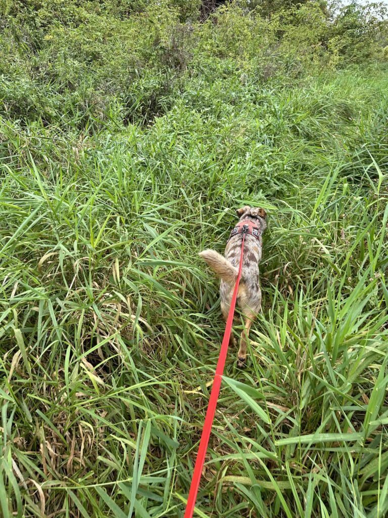 overgrown grass at Payton County Park