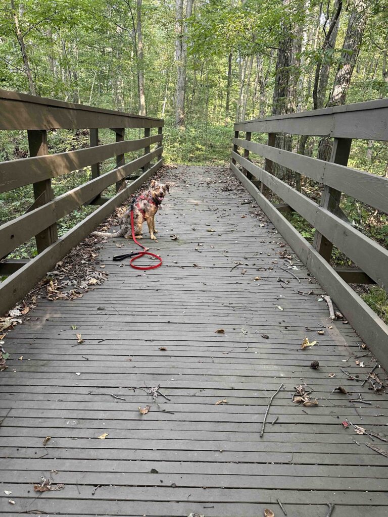 Eagle Scout bridge at Wildwood Acres