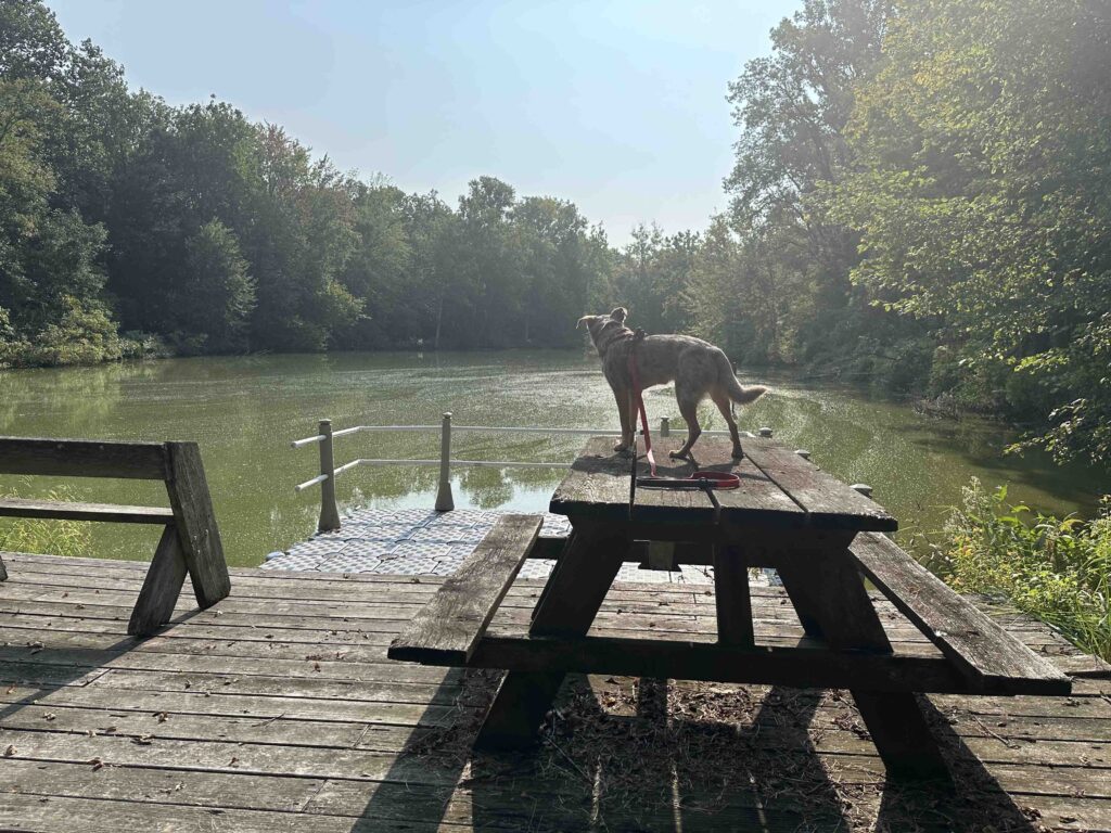 picnic benches on floating dock