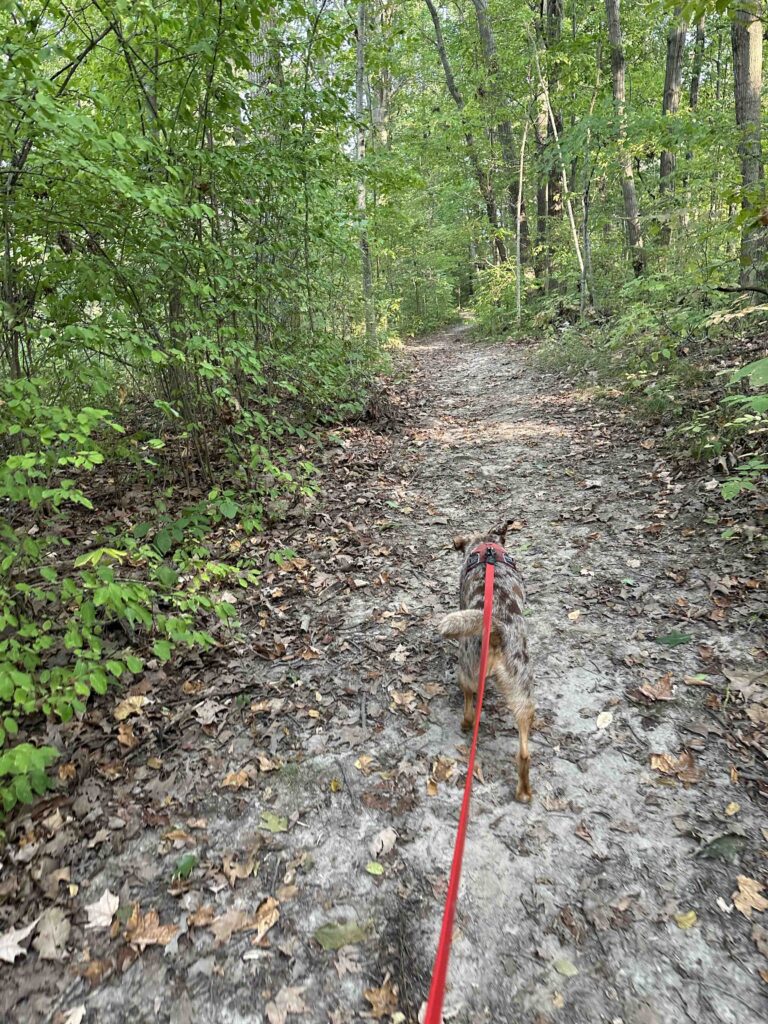 Sunny on the trail