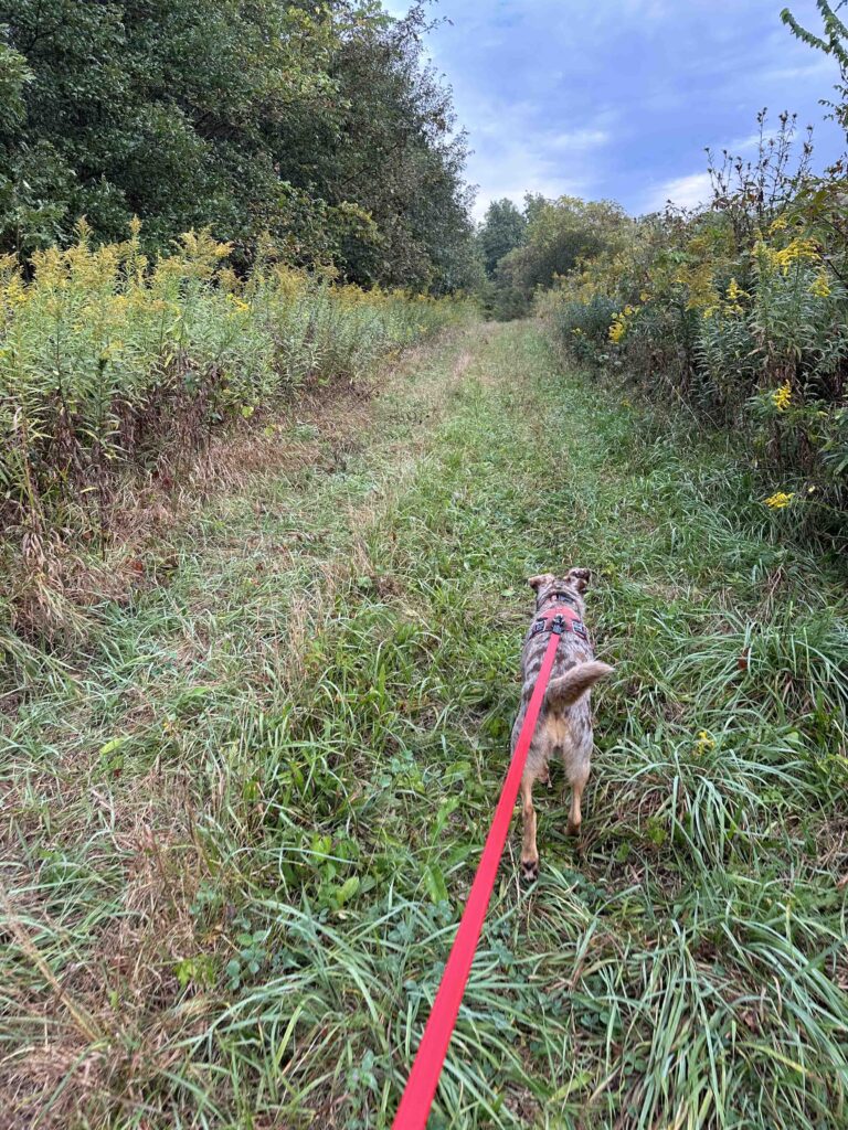 on the trail