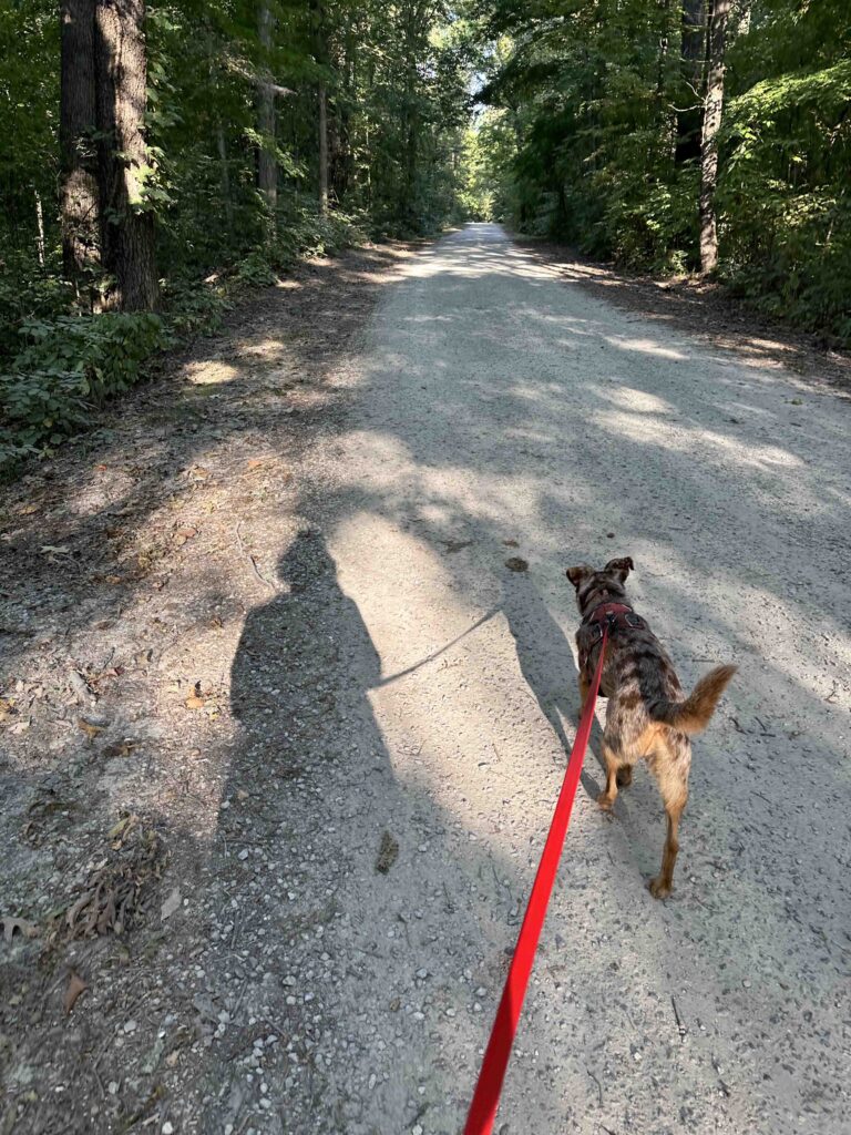 gravel road to Robinson Lake