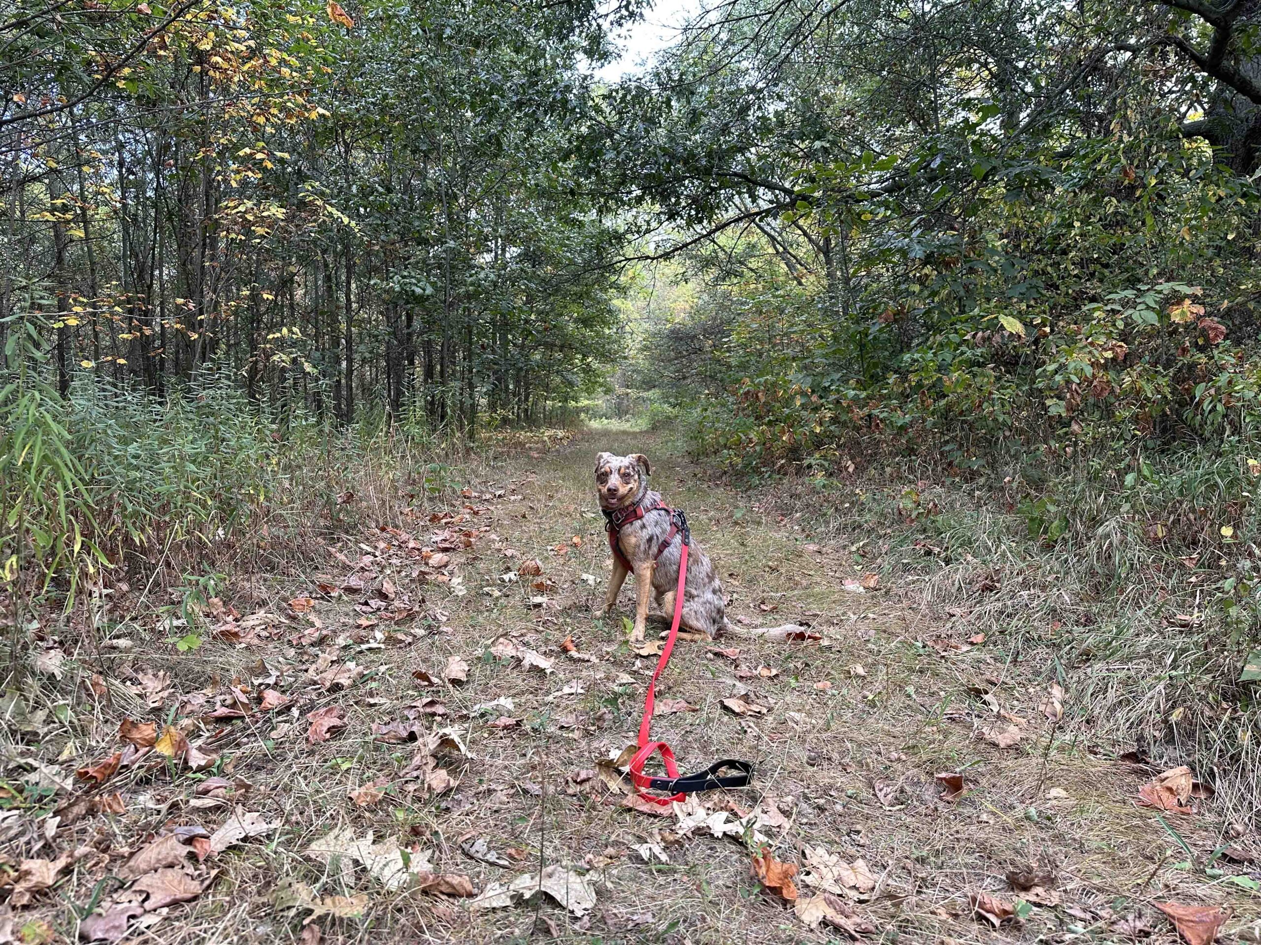 Douglas Woods Nature Preserve