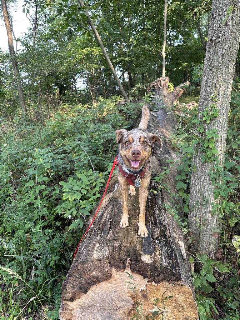 happy dog on a log